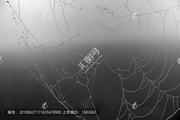 蜘蛛網(wǎng)