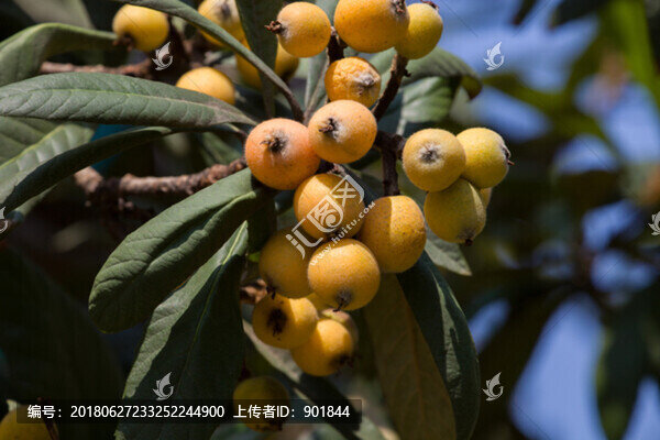枇杷果實(shí)