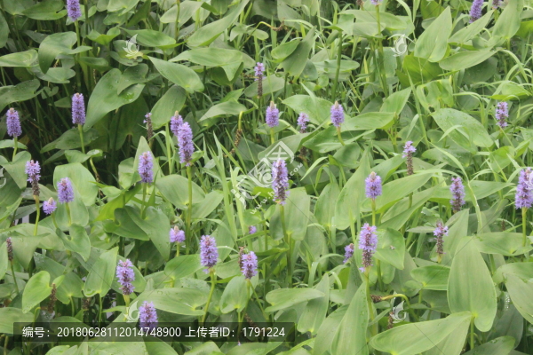 紫花