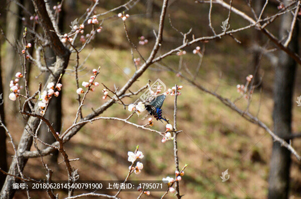 山東泰山梅花蝶戀花高清