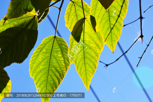 北京陽光下樹葉陽光葉子金邊藍(lán)天