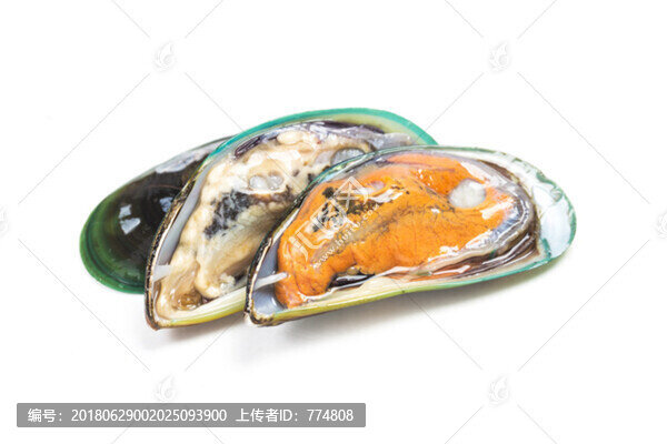 貽貝