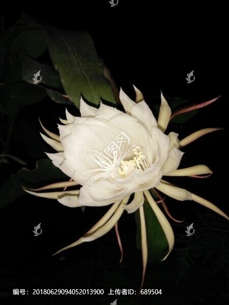 曇花