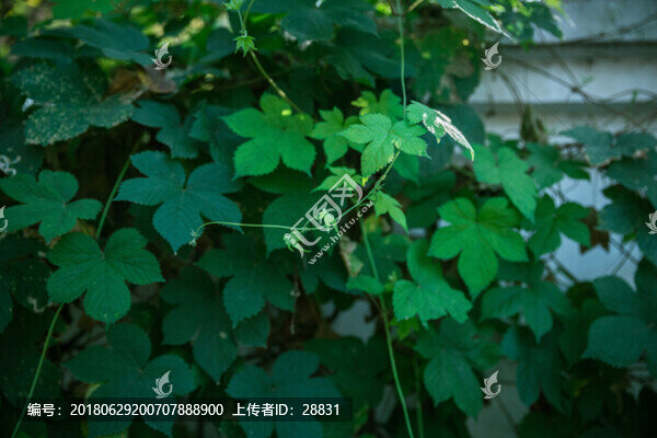 陽光下的綠葉
