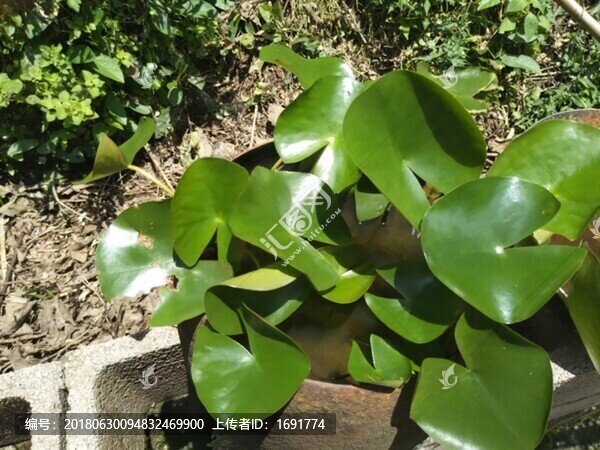綠色植物
