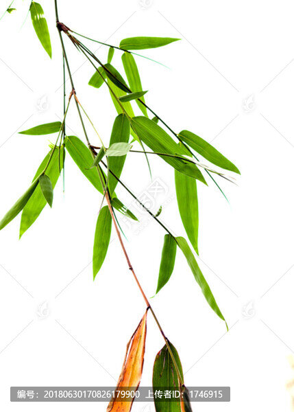竹枝