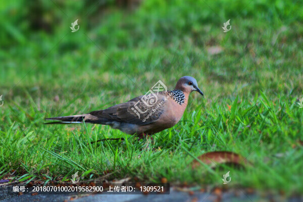 珠頸斑鳩