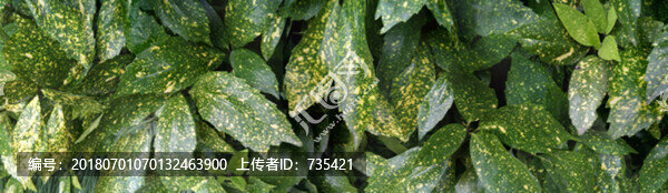綠葉素材
