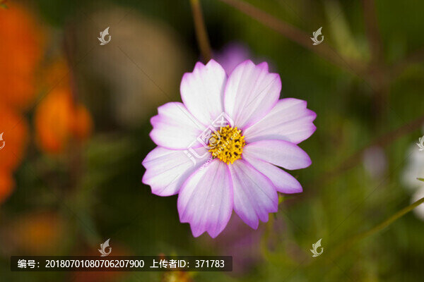 格?；? title=