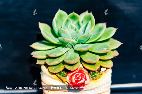 多肉植物