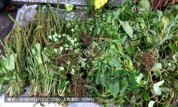 車前草草藥