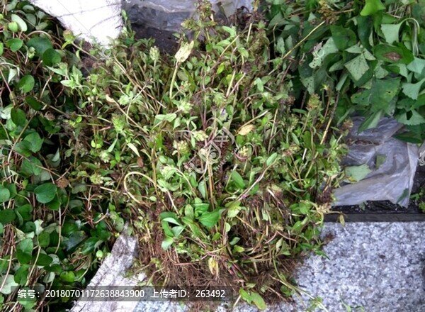 地龍膽草