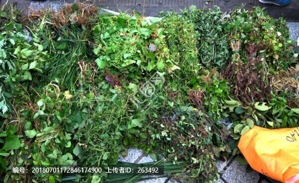 新鮮草藥