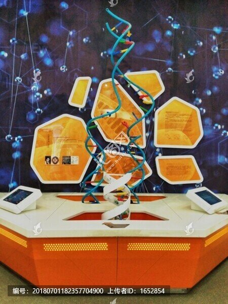 染色體模型