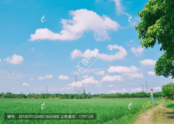 初夏的田野