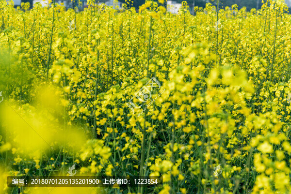 油菜花蜜蜂