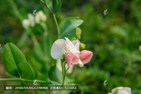 豌豆花