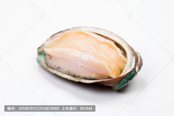 鮑魚(yú)