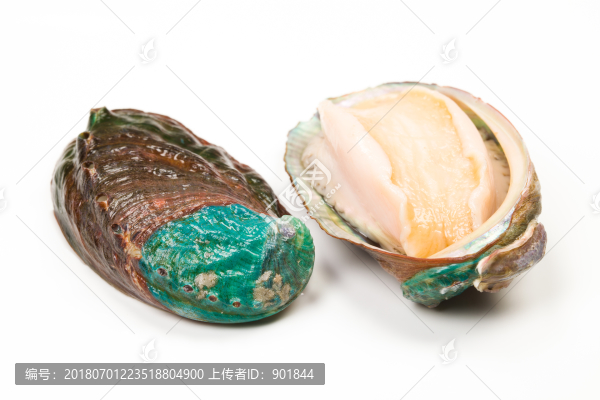 白背景鮑魚