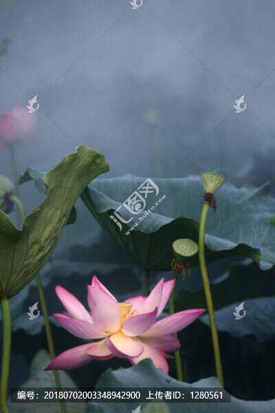 荷花