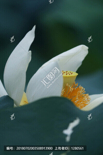 白色荷花
