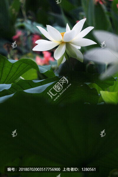 荷花
