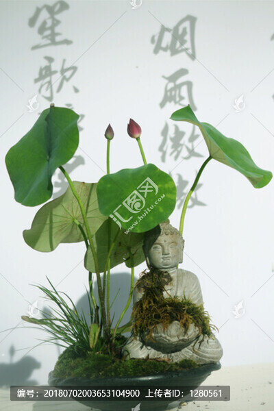 荷花盆景