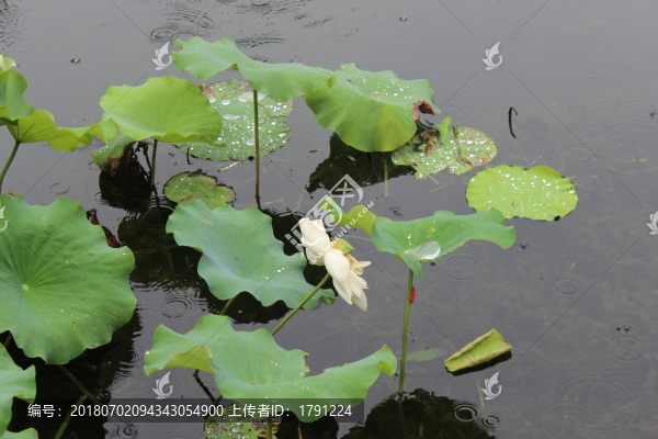 荷花池塘