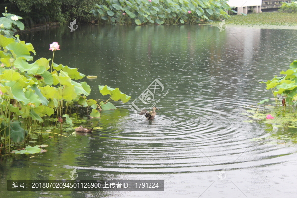 鴛鴦戲水