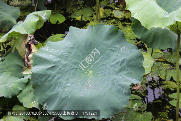荷葉水滴