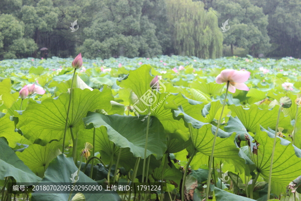 荷花池塘