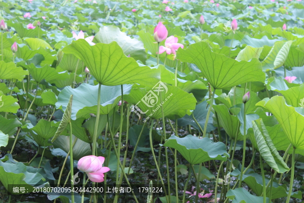 荷花池塘