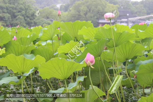 荷花池塘