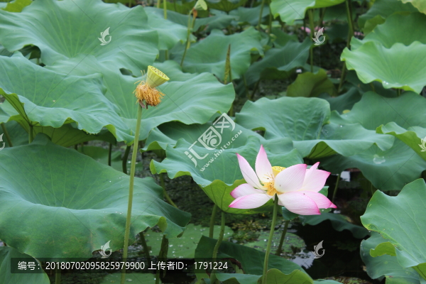 蓮藕
