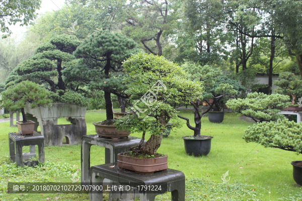 盆景