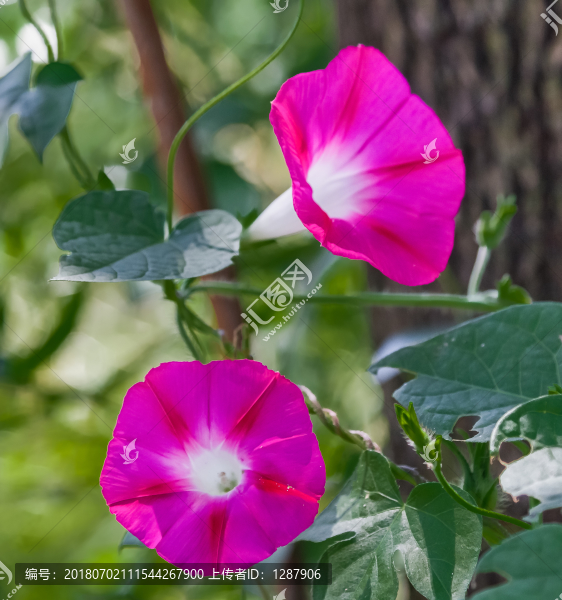 牽牛花