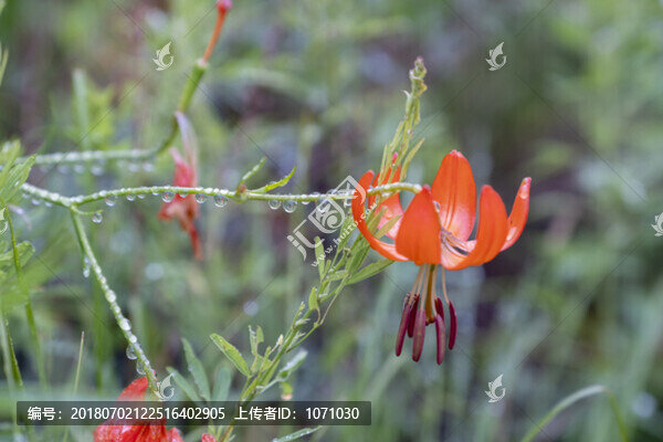 山丹丹花