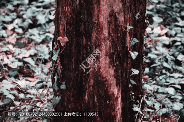 樹語
