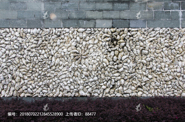 生蠔殼