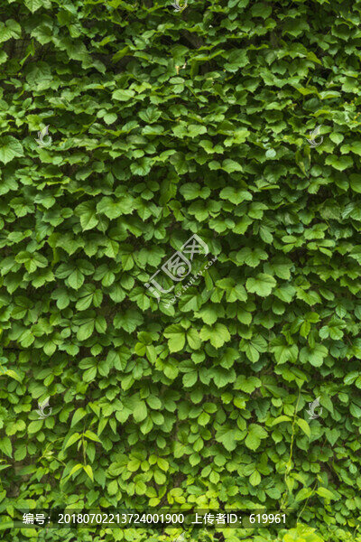 爬山虎綠色植物墻
