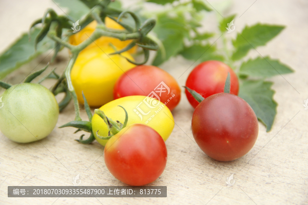 靜物彩色西紅柿