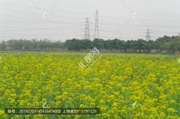 油菜花蜜蜂