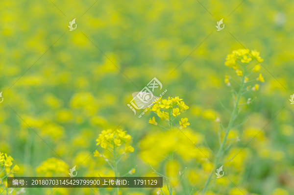 油菜花蜜蜂
