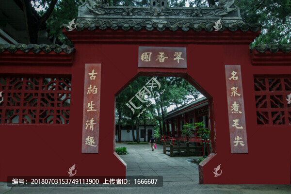 七曲山古柏