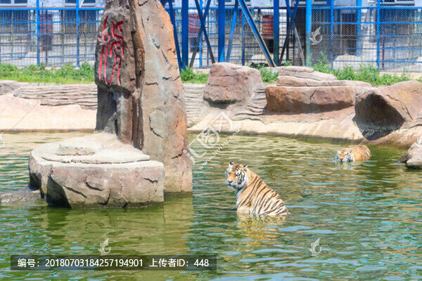 捕食獵物的老虎