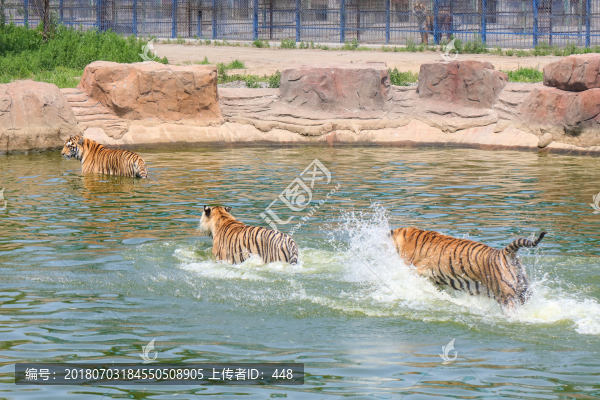 捕食獵物的老虎