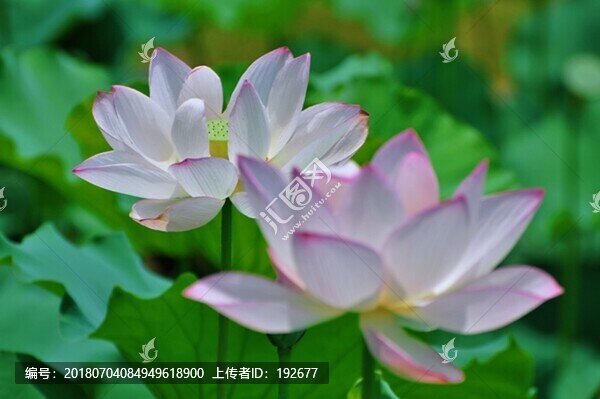 夏荷