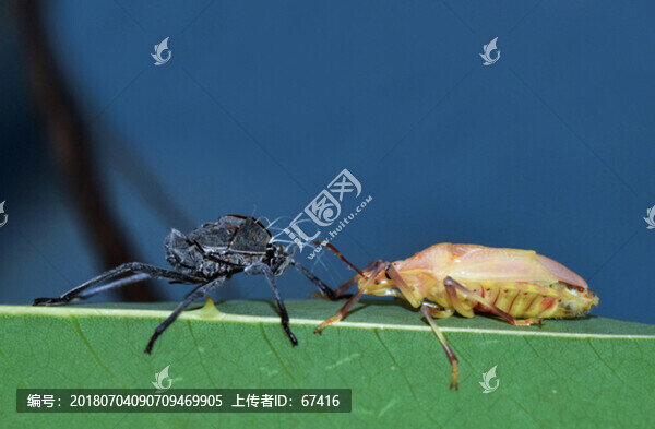 脫變