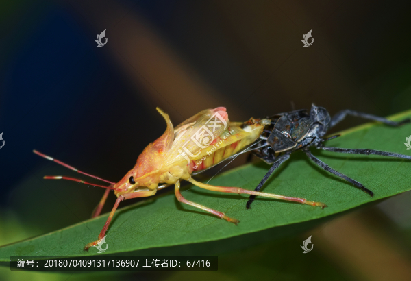 昆蟲(chóng)銳變