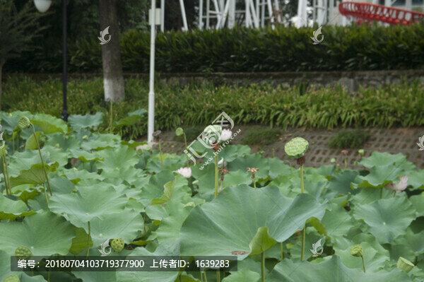荷塘